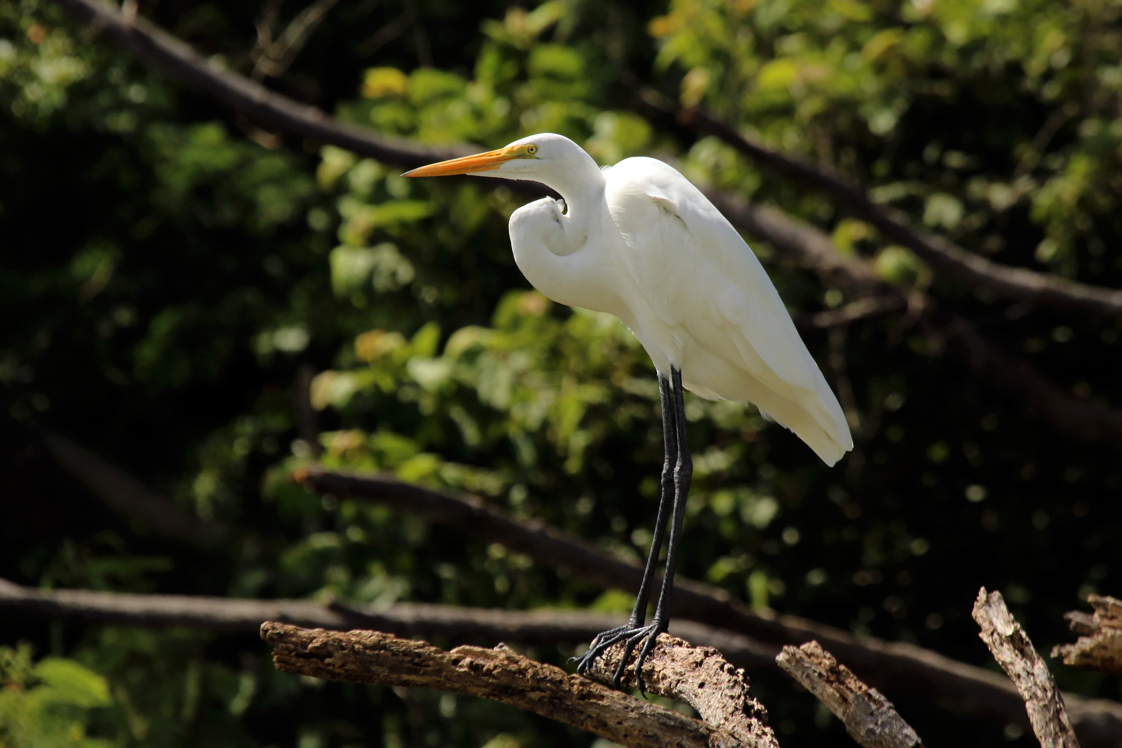 Great Egret