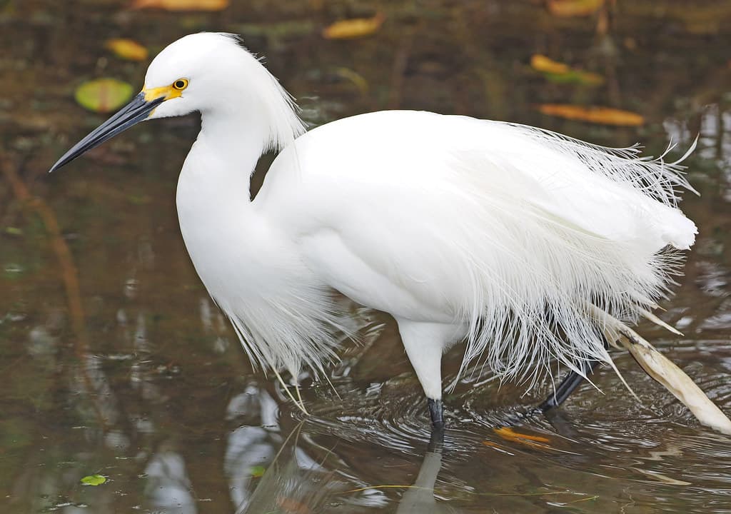 Snowy Egret