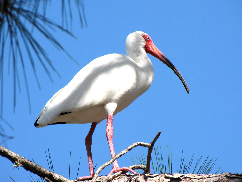 White Ibis