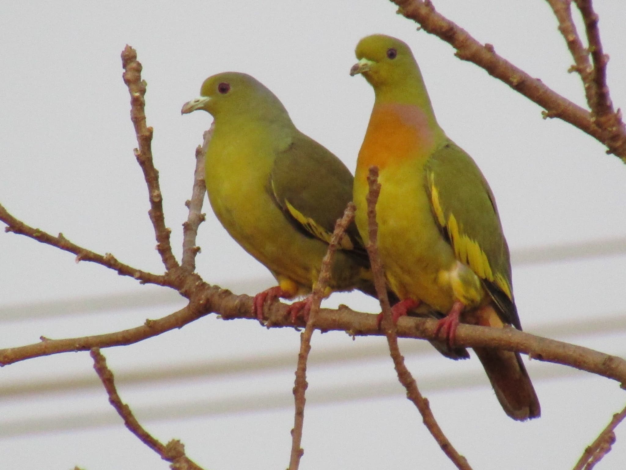 Orange Beaked Green Pigeon