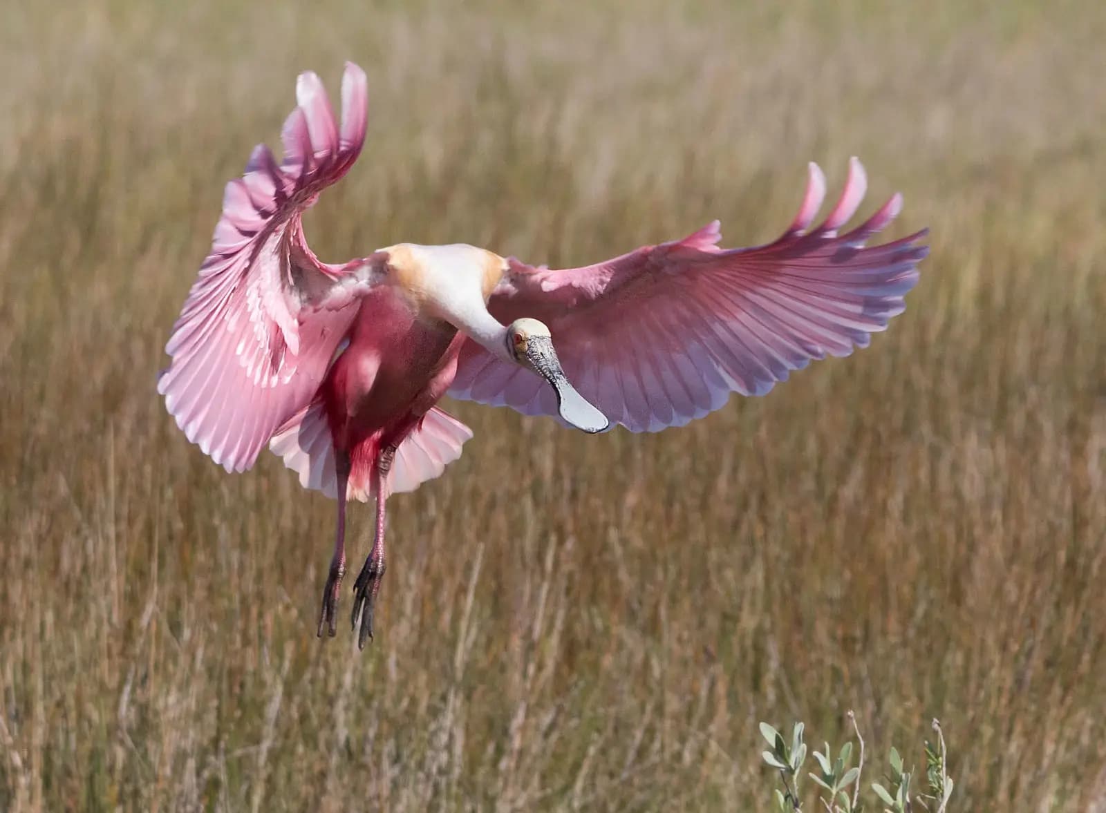 Roseate Spoonbill