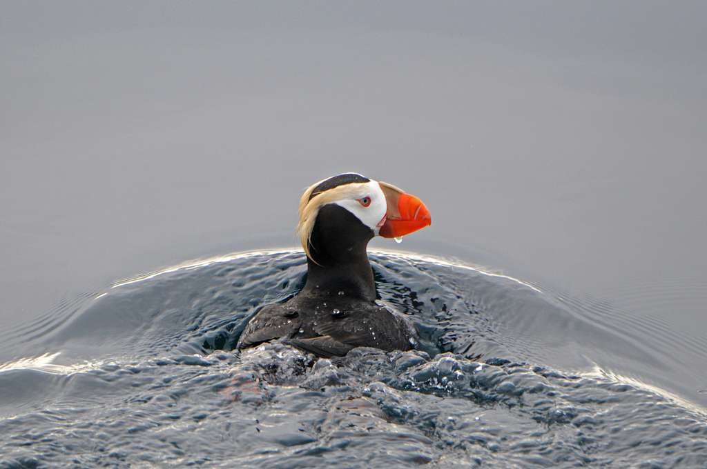 Tufted Puffin