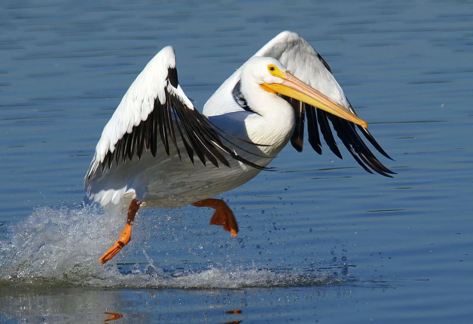 American White Pelican