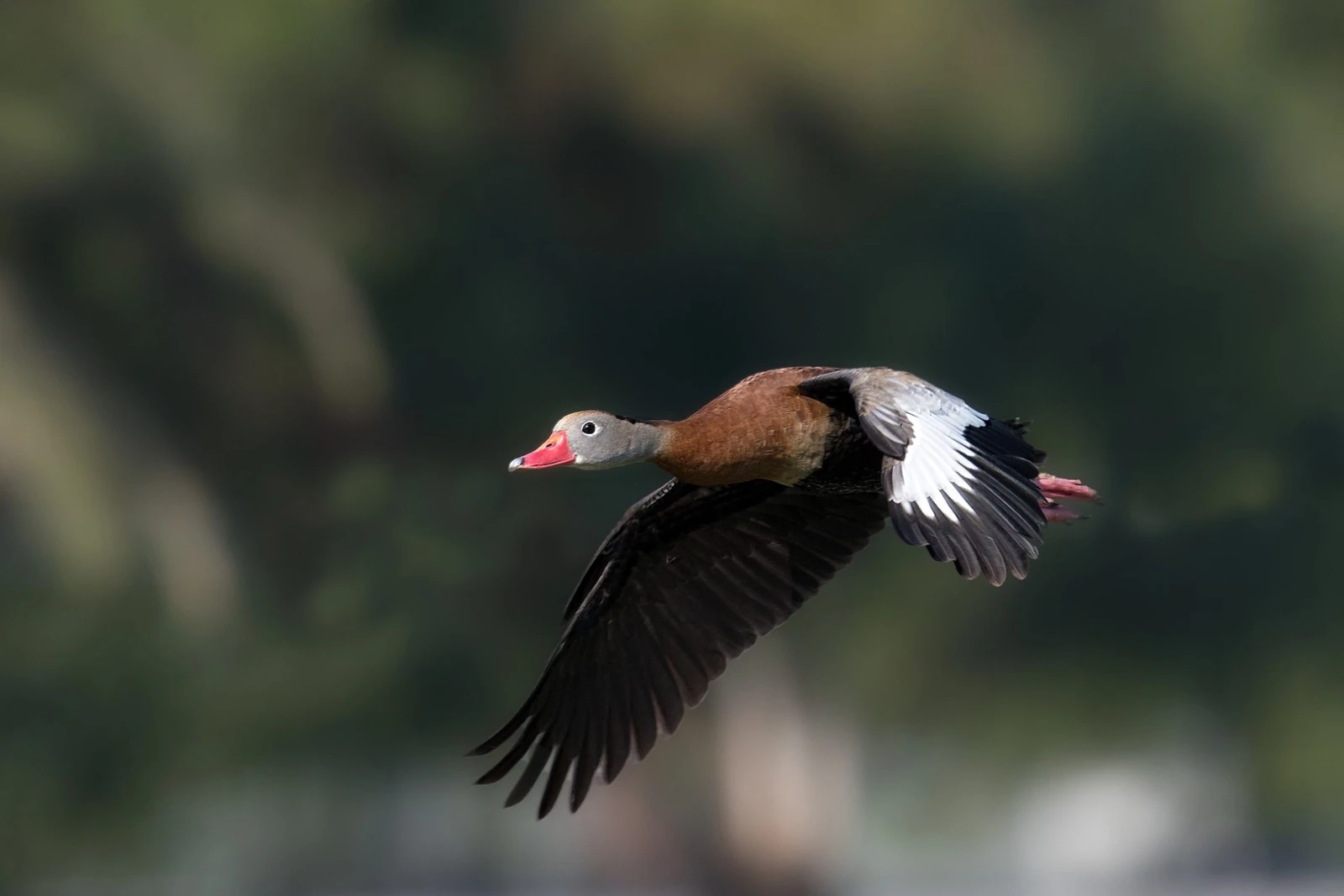 Black-Bellied Whistling Duck