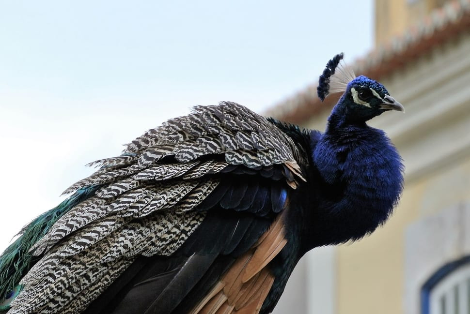 Black Peafowl