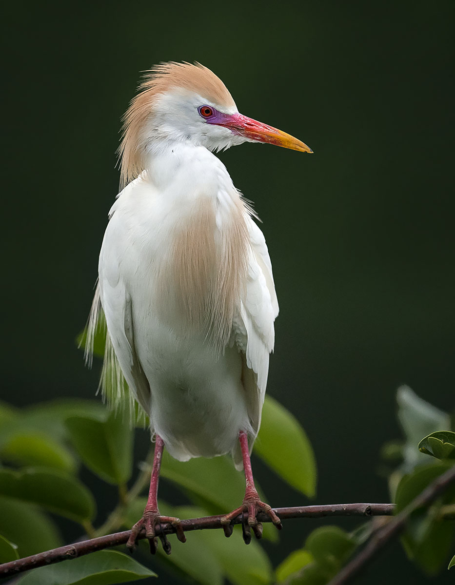 Cattle Egret