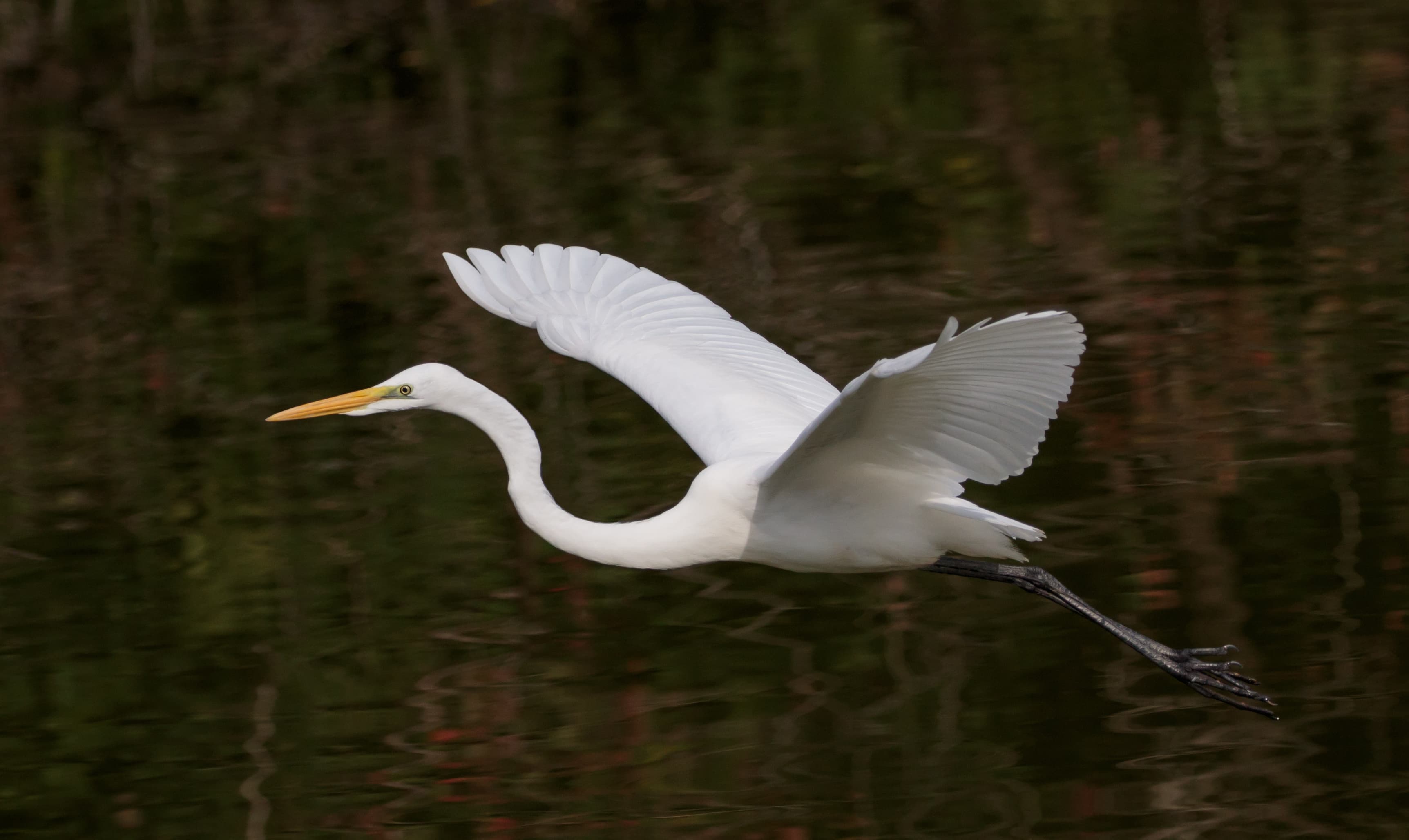 Great Egret