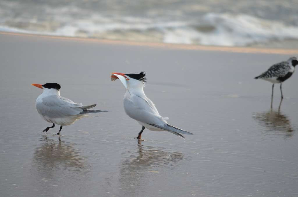 Royal Tern