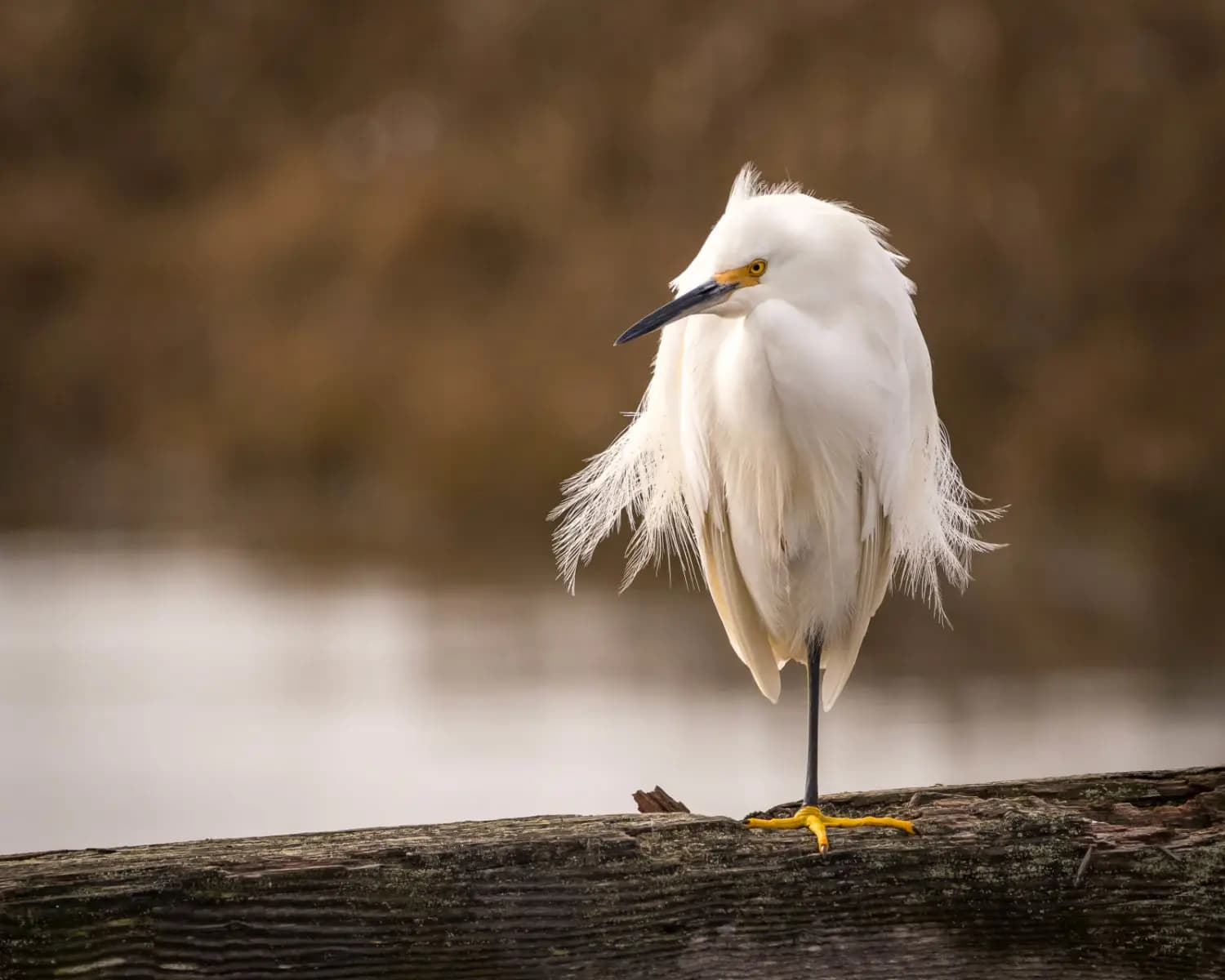 Snowy Egret