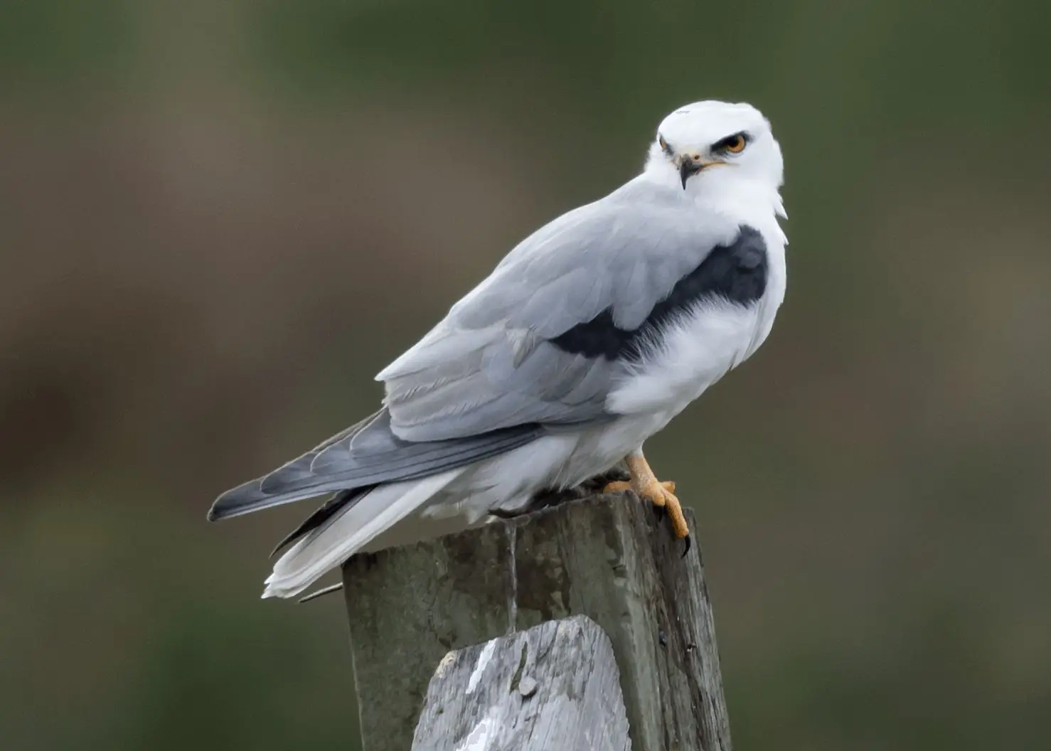 White-Tailed Kite