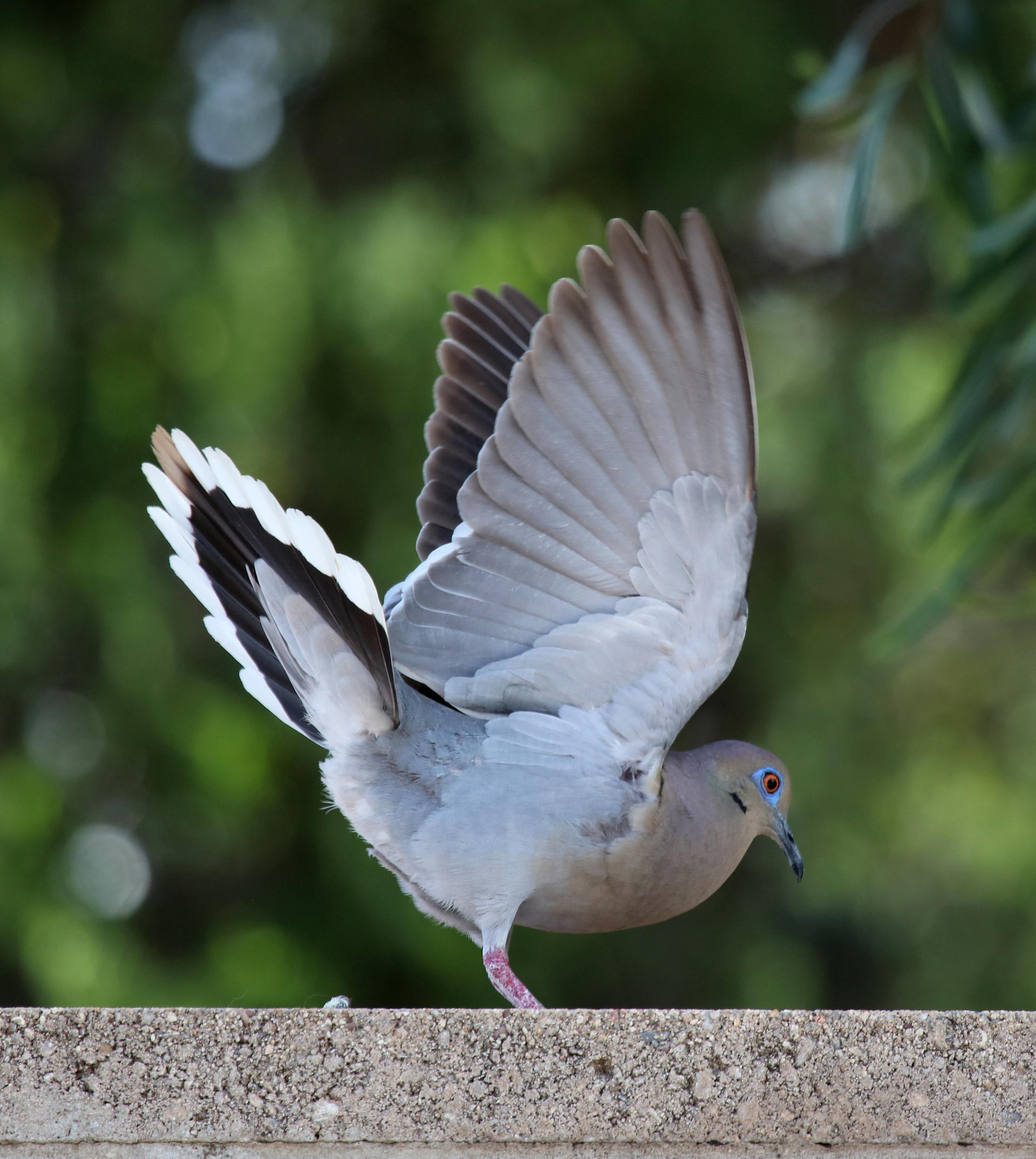 White-Winged Dove