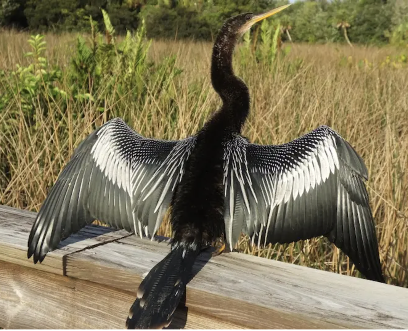 Anhinga - Black and White Stripes on Wings