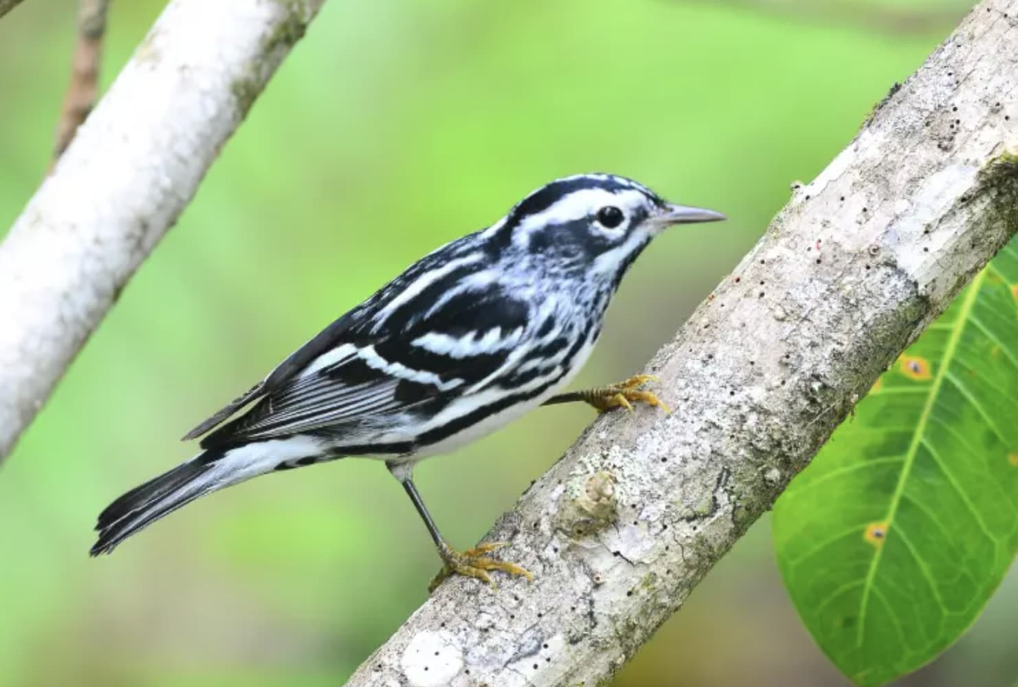 Black-and-white Warbler - Black and White Stripes on Wings