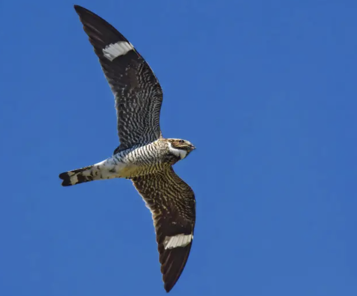 Common Nighthawk - Black and White Stripes on Wings