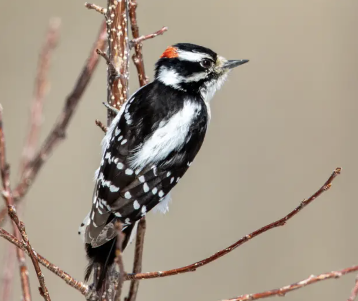 Downy Woodpecker - Black and White Stripes on Wings