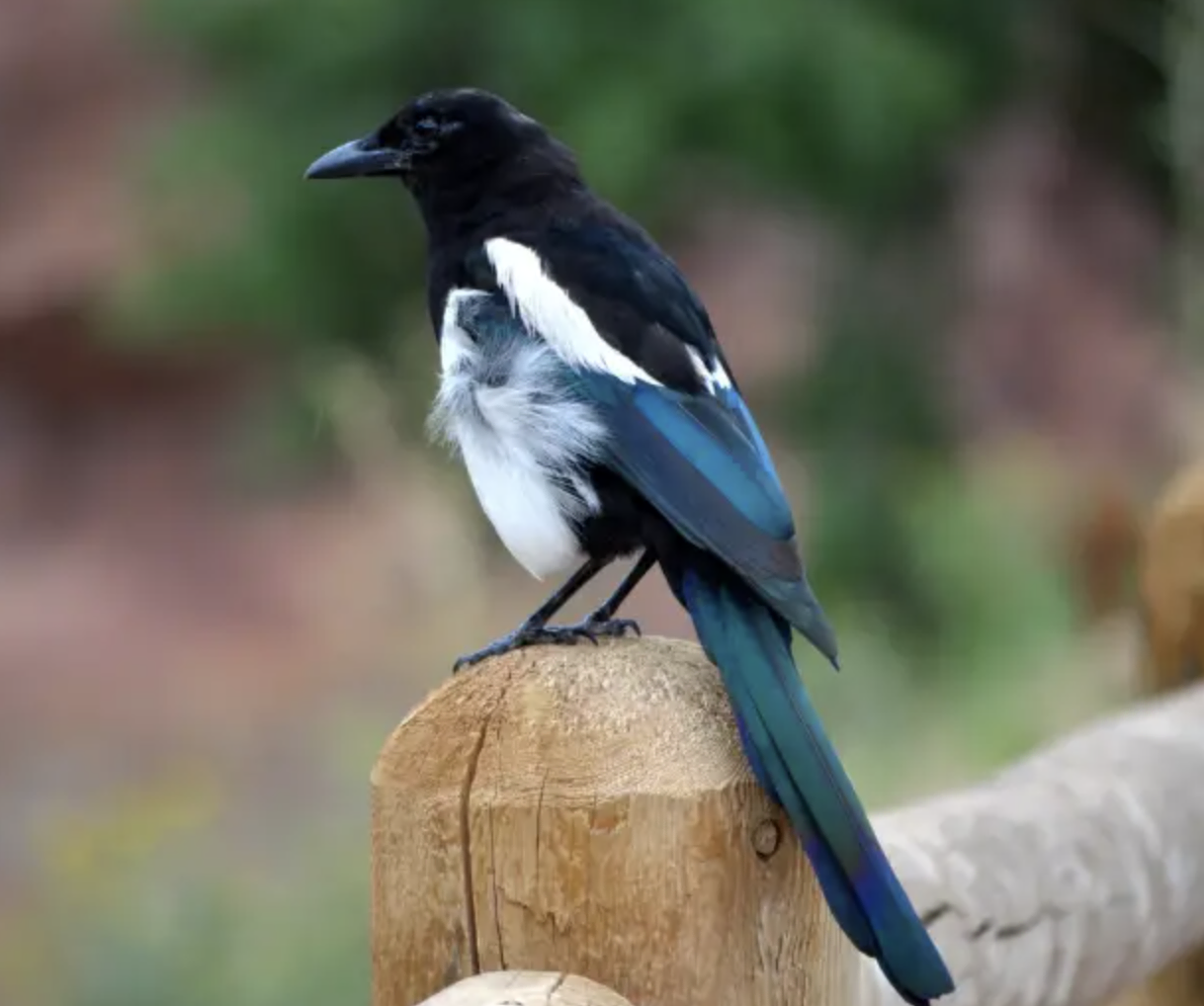 Eurasian Magpie - Black and White Stripes on Wings