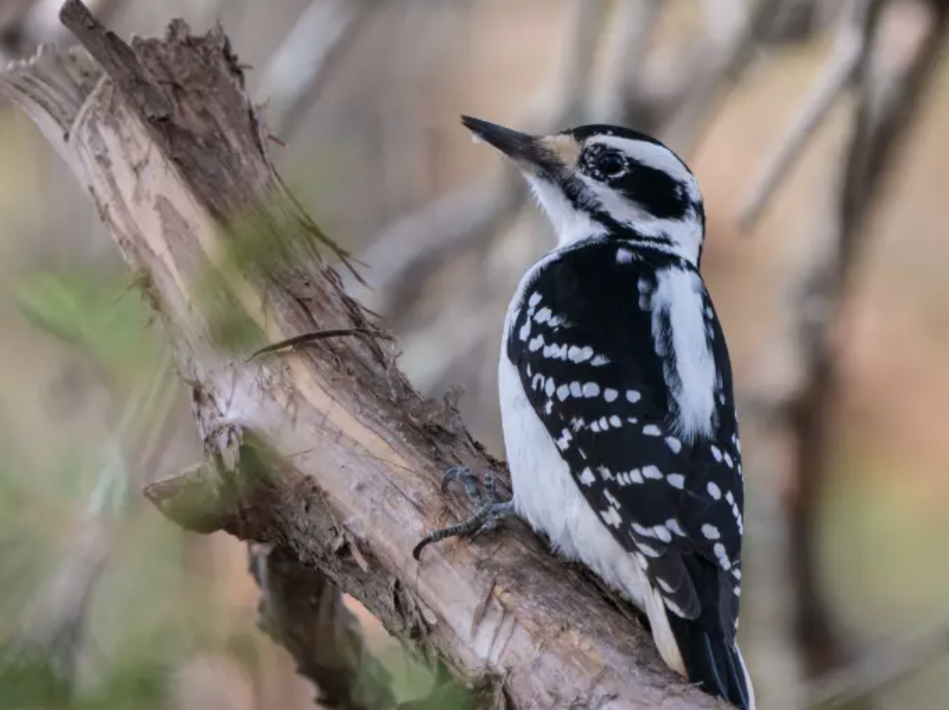 Hairy Woodpecker - Black and White Stripes on Wings