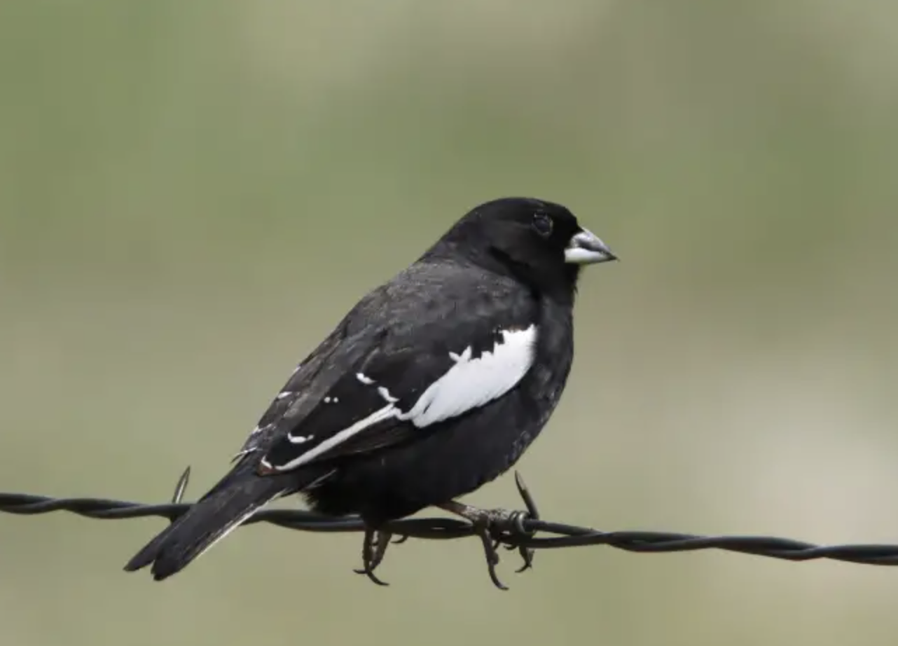 Lark Bunting - Lark Bunting - Black and White Stripes on Wings