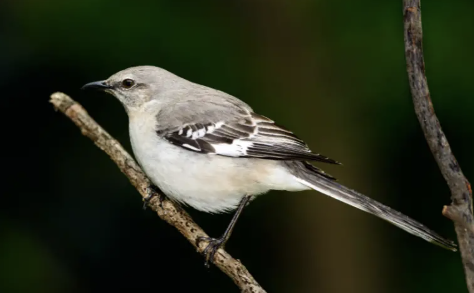 Northern Mockingbird - Black and White Stripes on Wings