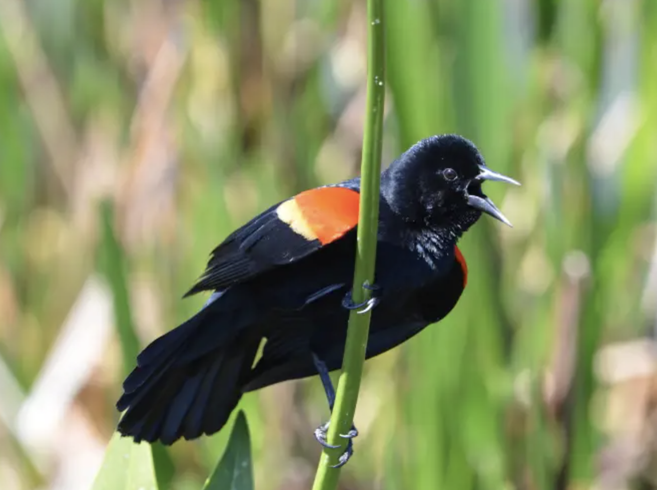 Tricolored Blackbird - Black and White Stripes on Wings