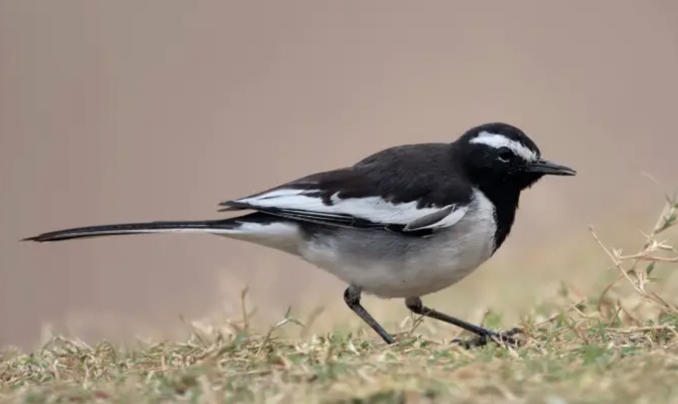 White-browed Wagtail - Black and White Stripes on Wings