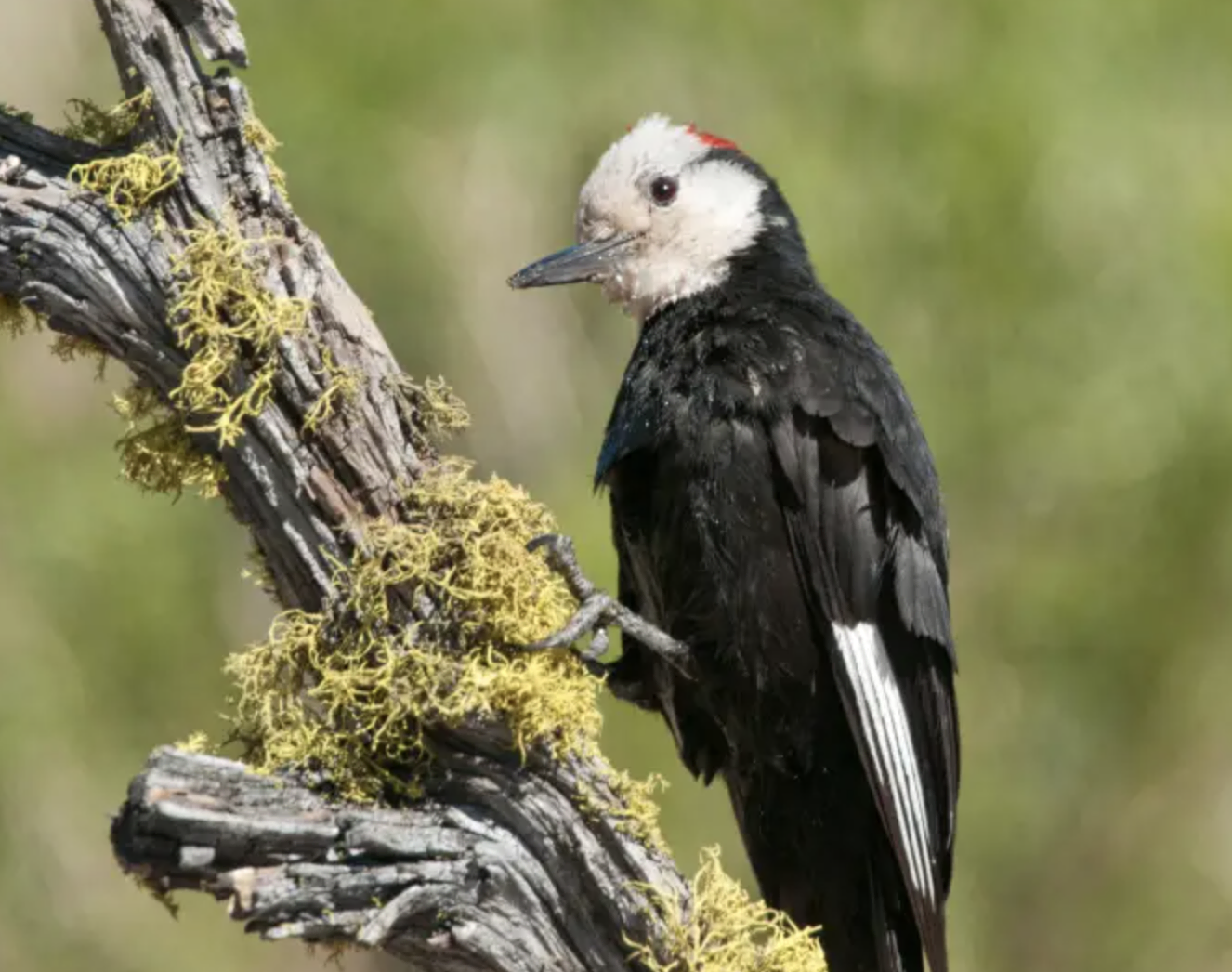 White-headed Woodpecker - Black and White Stripes on Wings