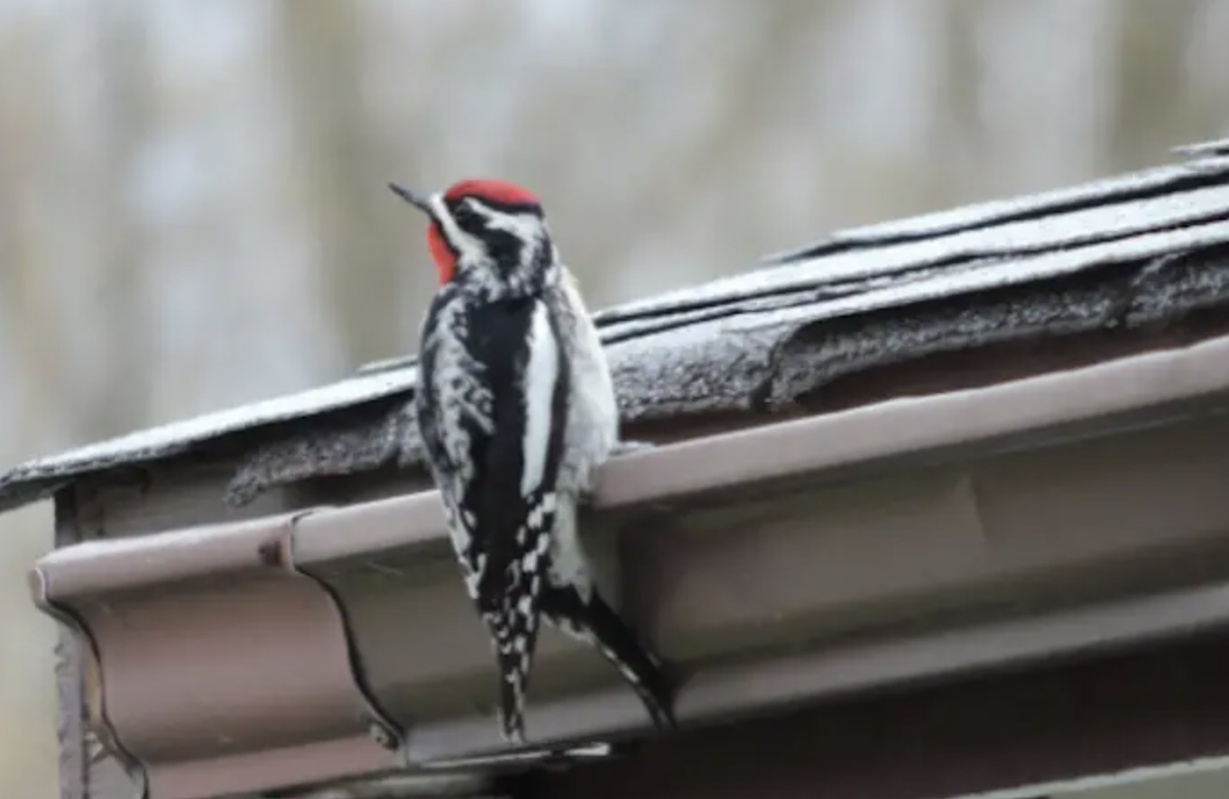 Yellow-bellied Sapsucker - Black and White Stripes on Wings